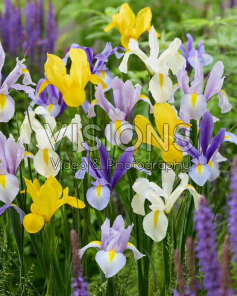 Iris hollandica mix