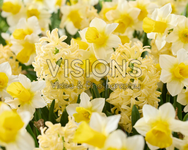 Hyacinthus, Narcissus Hyacinthus, Narcissus