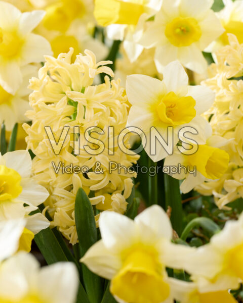 Hyacinthus, Narcissus