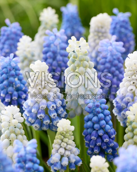 Muscari mix Muscari mix