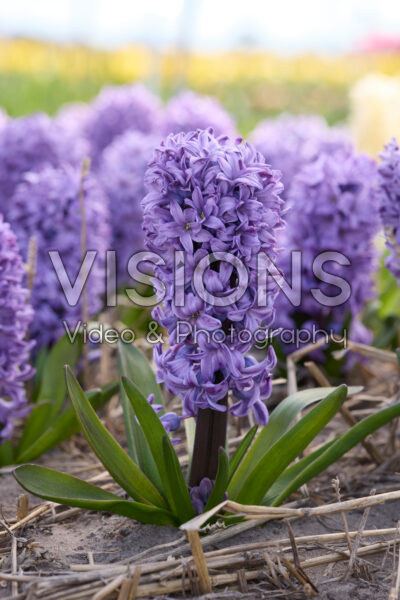 Hyacinthus Violetti Star Hyacinthus Violetti Star