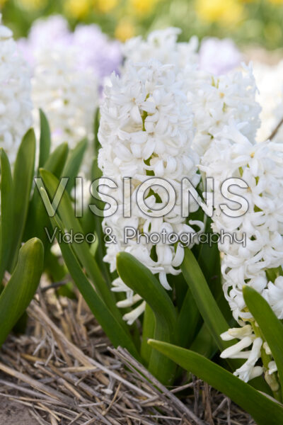 Hyacinthus White Lady