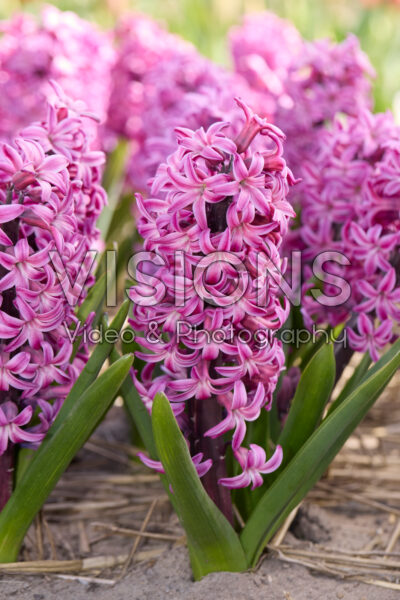 Hyacinthus Richmond