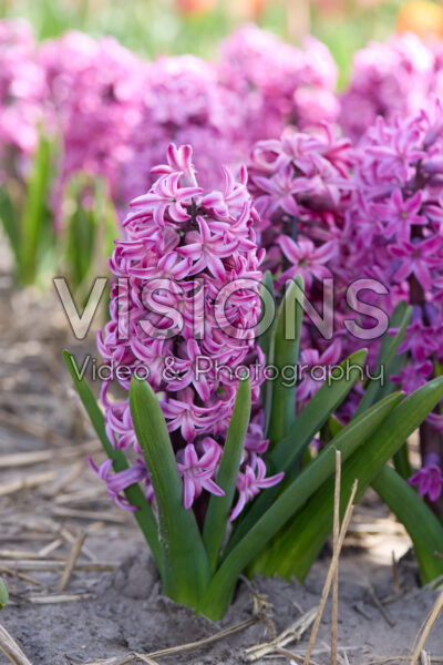 Hyacinthus Richmond