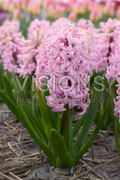 Hyacinthus Fondant