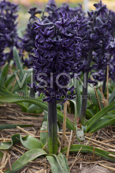 Hyacinthus Midnight Sky