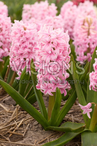 Hyacinthus Pink Surprise