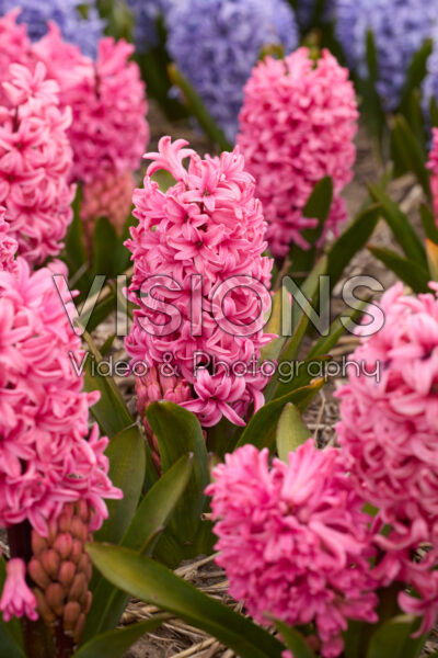 Hyacinthus Johanna