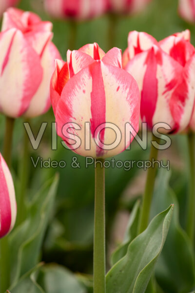 Tulipa Spryng Break