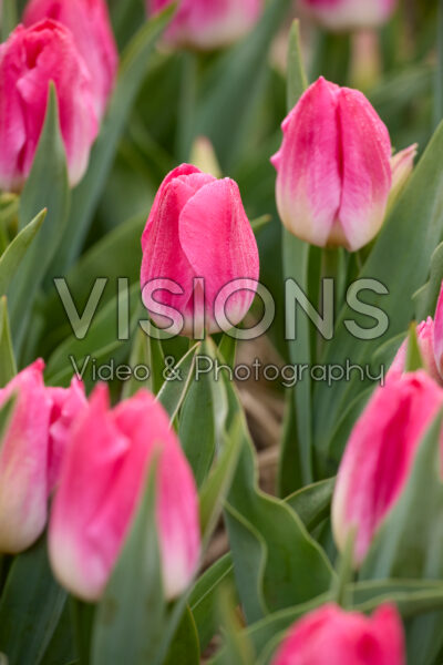 Tulipa Bolroyal Pink Tulipa Bolroyal Pink