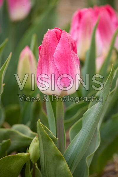 Tulipa Bolroyal Pink