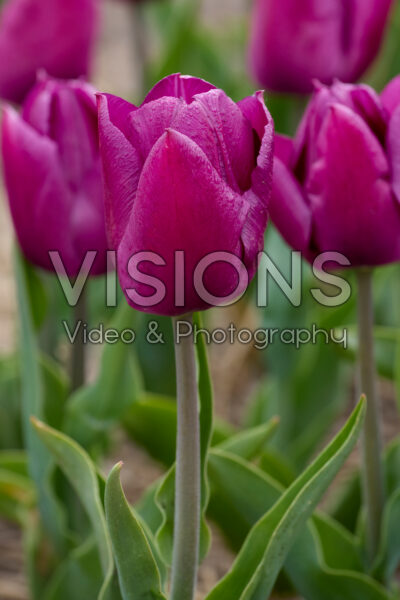 Tulipa Laptop