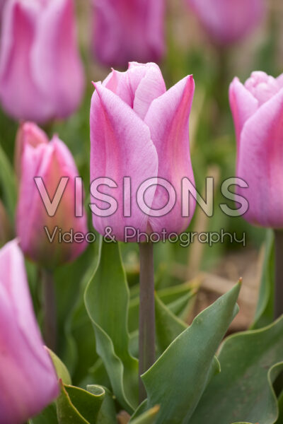 Tulipa Marein Tulipa Marein