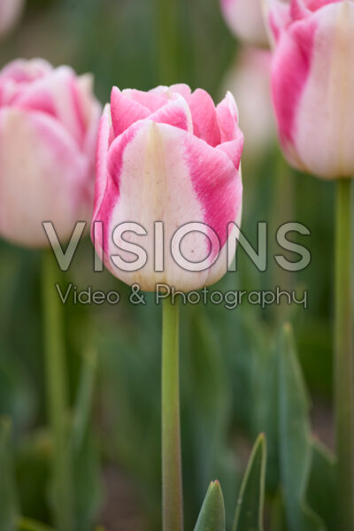 Tulipa Pink Marble
