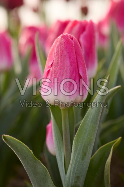 Tulipa Bolroyal Pink