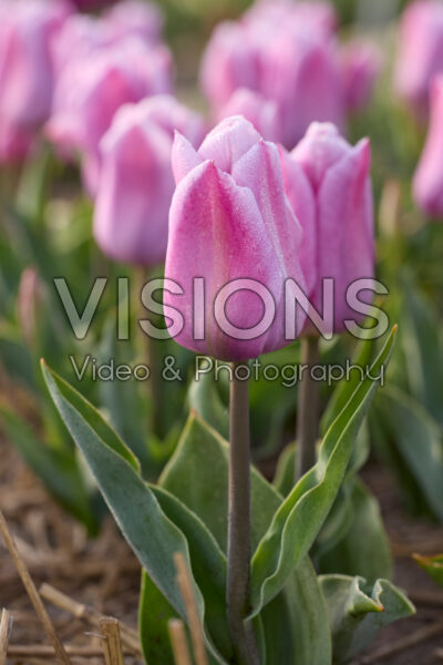 Tulipa Marein Tulipa Marein