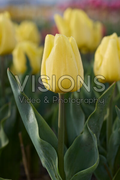 Tulipa Lemon Ice