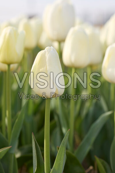 Tulipa Limoncello
