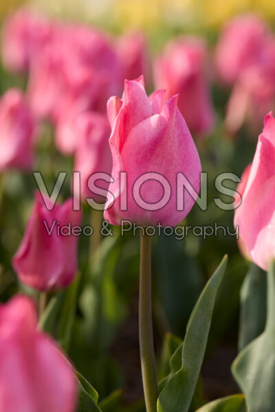 Tulipa Miss Elegance
