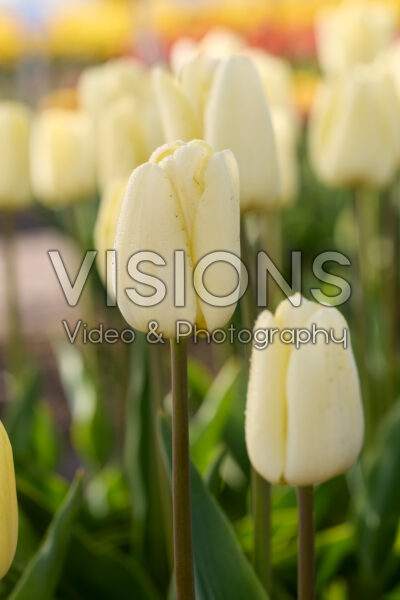 Tulipa Tiliro