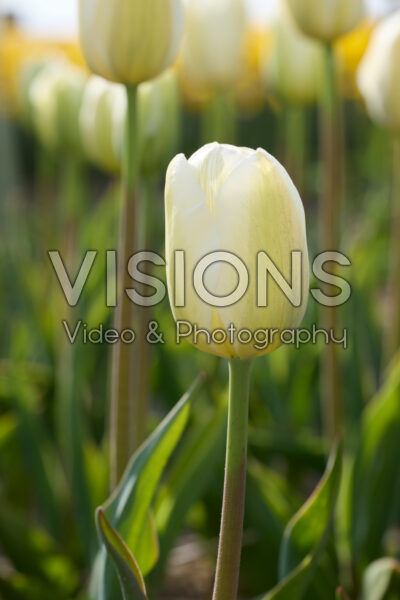 Tulipa Clearwater