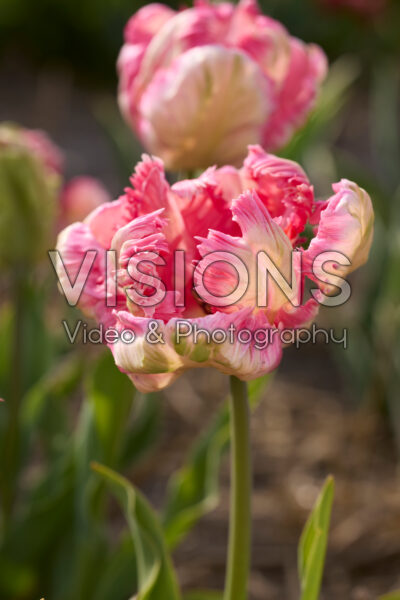 Tulipa Parrot Pinkvision
