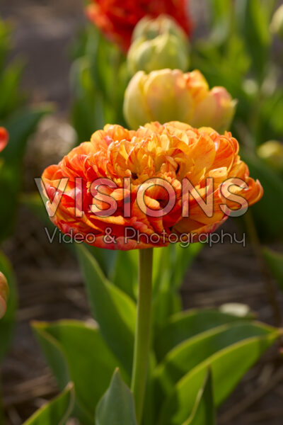 Tulipa Sun Lover