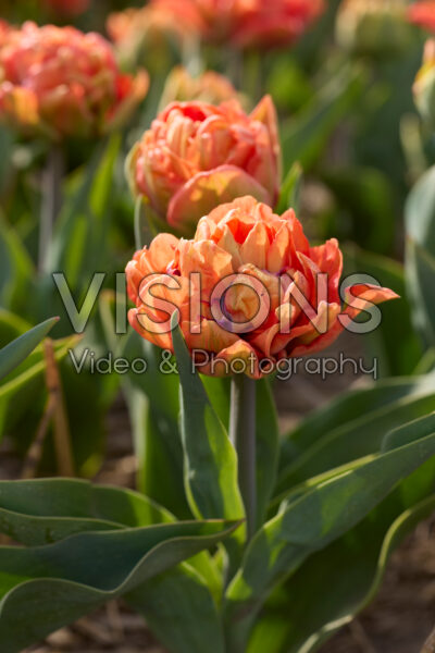 Tulipa Olivia