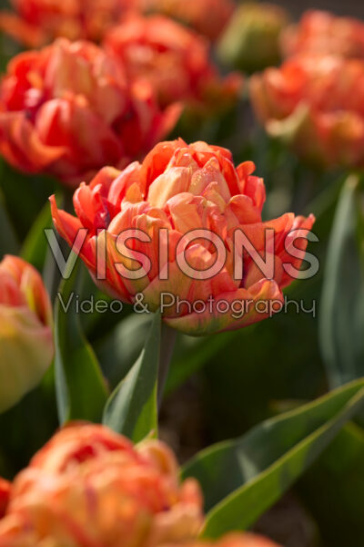 Tulipa Olivia
