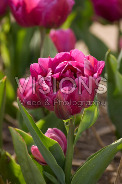 Tulipa Respectable