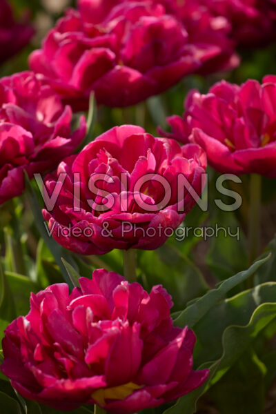 Tulipa World Bowl