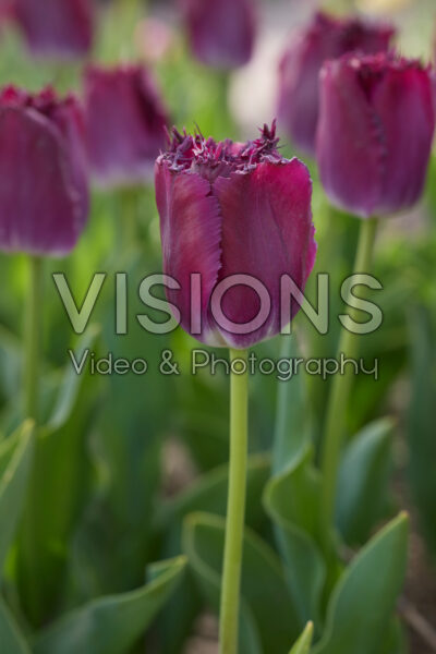 Tulipa Purple Crystal