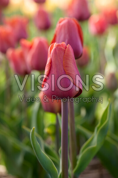 Tulipa Preludium Chopina