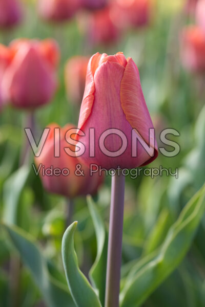 Tulipa Preludium Chopina