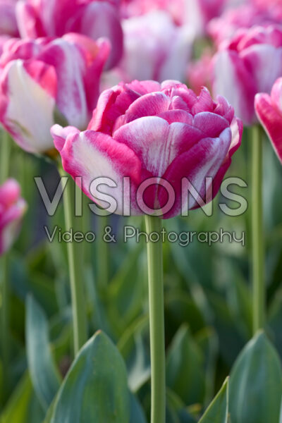 Tulipa Double Blizz