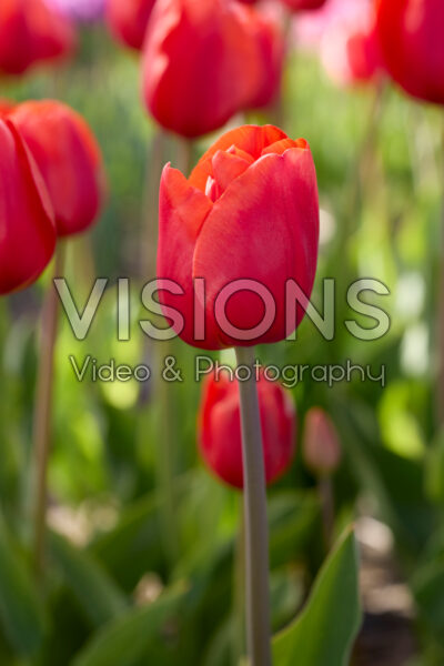 Tulipa King's Orange