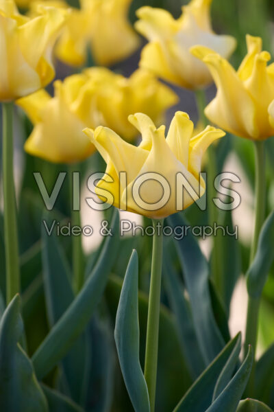 Tulipa Kings Crown