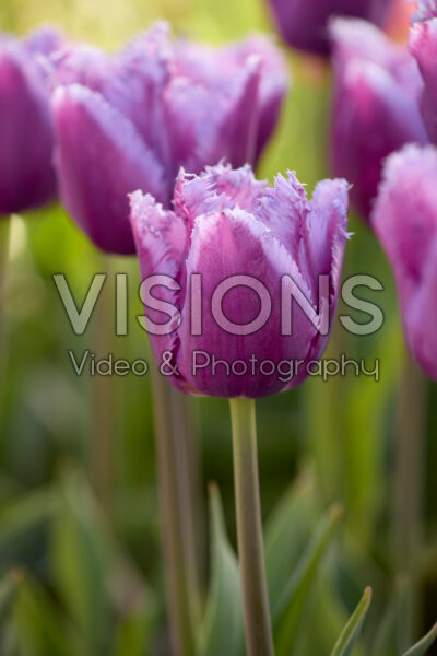 Tulipa San Luiz