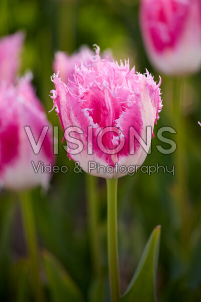 Tulipa Huis ten Bosch Tulipa Huis ten Bosch