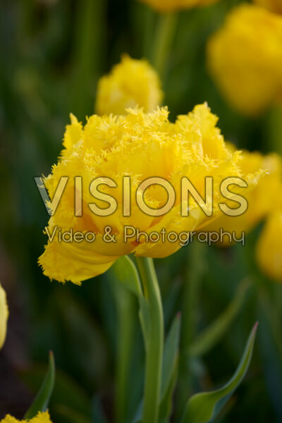Tulipa Mon Amour Tulipa Mon Amour