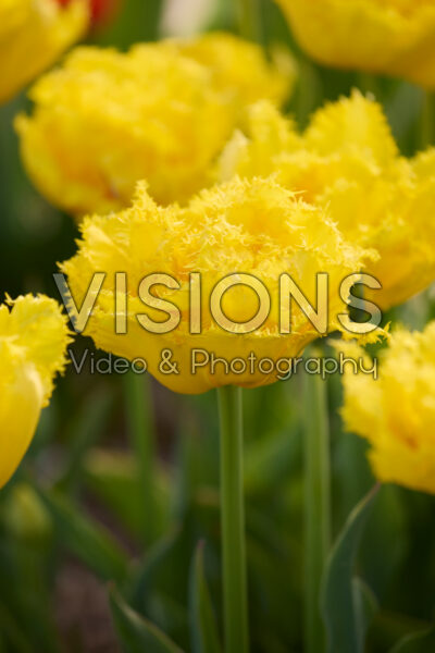 Tulipa Mon Amour