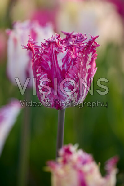 Tulipa Purple Circus