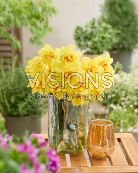 Narcissus Promised Land