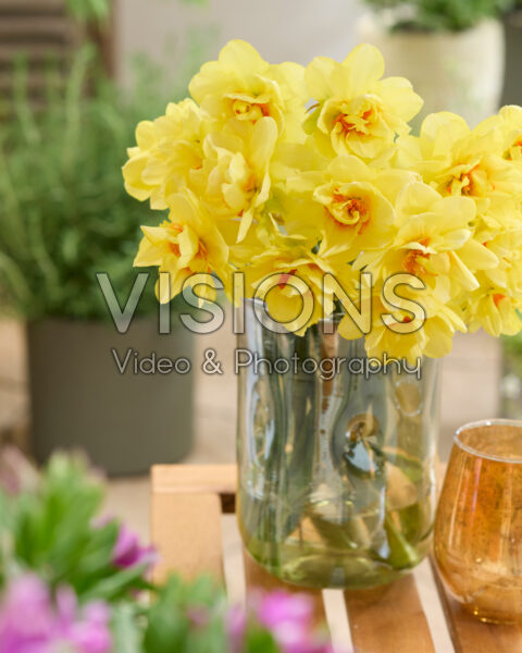 Narcissus Promised Land