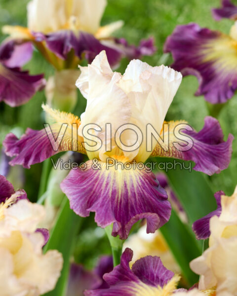 Iris Cerf-Volant