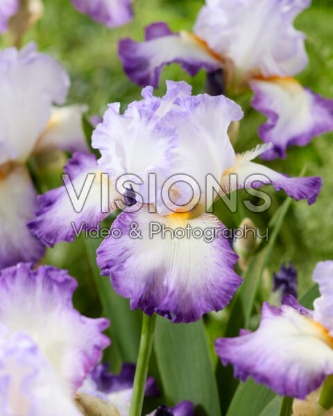 Iris Mariposa Autumn Iris Mariposa Autumn