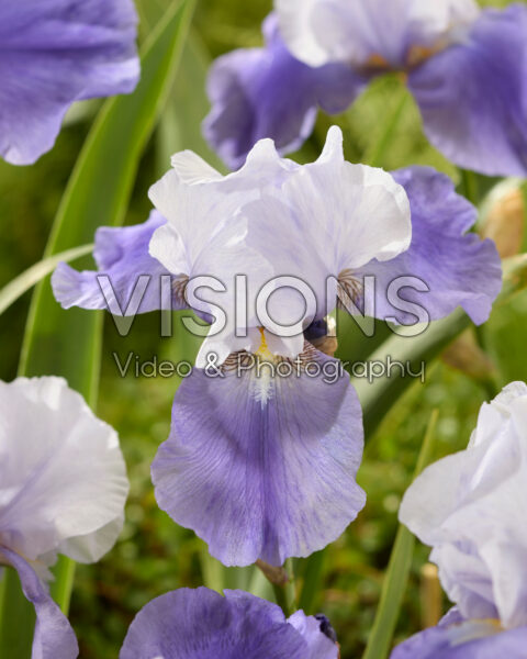 Iris Miss Indiana
