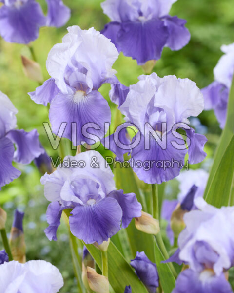 Iris Saxby