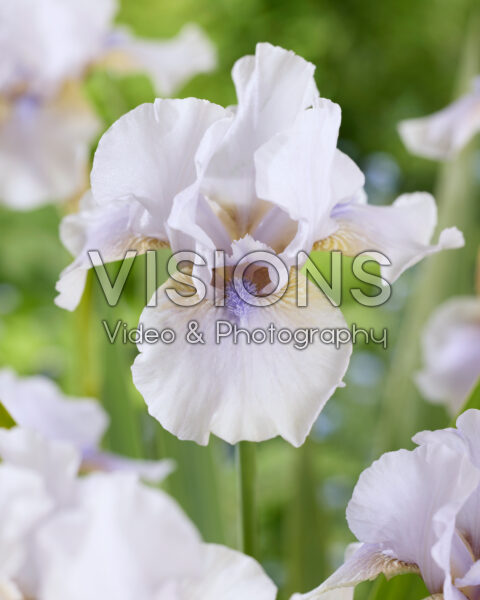Iris Ombrageux