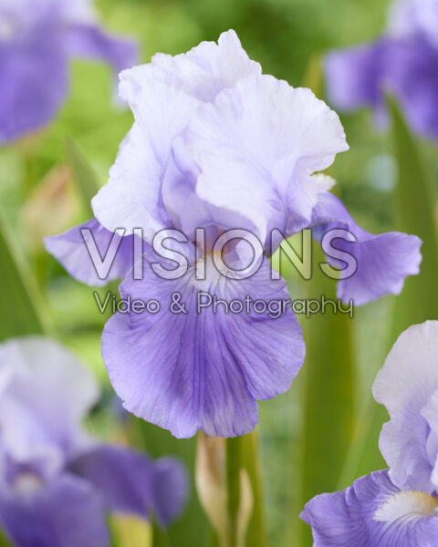 Iris Saxby